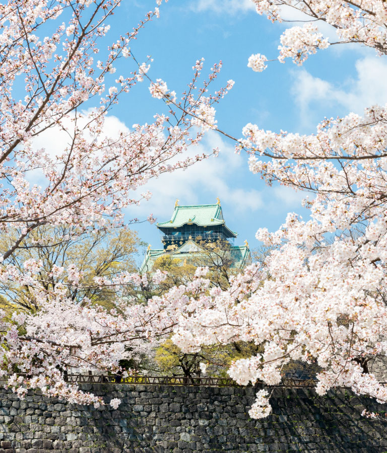osaka castle covered with cherry blossom